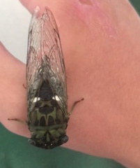 Neotibicen pruinosus