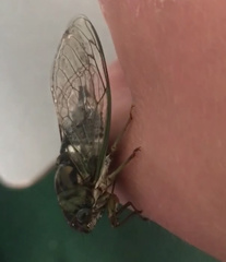 Neotibicen pruinosus