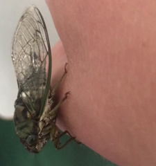 Neotibicen pruinosus