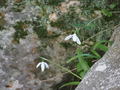Galanthus ikariae