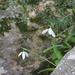 Galanthus ikariae - Photo (c) Thanasis Papanikolaou, some rights reserved (CC BY-NC), uploaded by Thanasis Papanikolaou