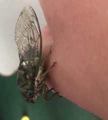 Neotibicen pruinosus