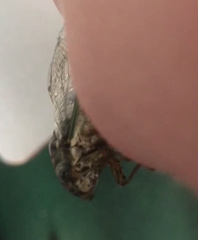 Neotibicen pruinosus