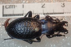 Carabus cicatricosus