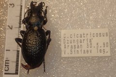 Carabus cicatricosus