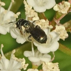 Zadontomerus
