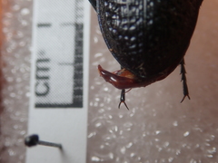 Carabus cicatricosus