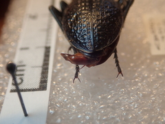 Carabus cicatricosus