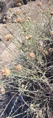 Malesherbia fasciculata (Malesherbia fasciculata)