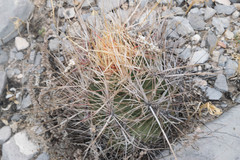 Thelocactus bicolor bicolor