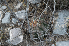 Thelocactus bicolor bicolor