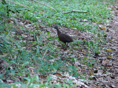 Crypturellus obsoletus