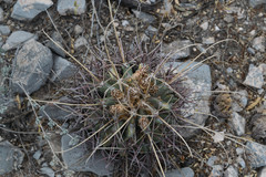 Thelocactus bicolor bicolor