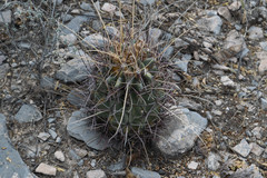 Thelocactus bicolor bicolor