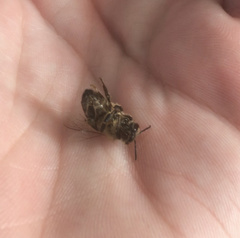 Apis mellifera