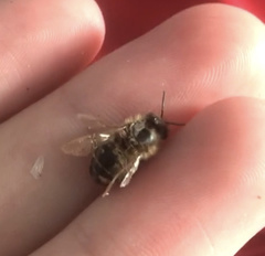 Apis mellifera
