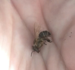 Apis mellifera