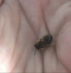 Apis mellifera