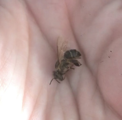 Apis mellifera