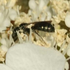 Zadontomerus