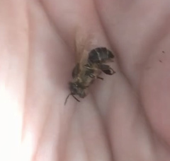 Apis mellifera