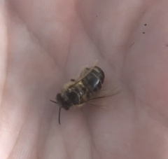 Apis mellifera
