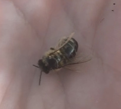 Apis mellifera