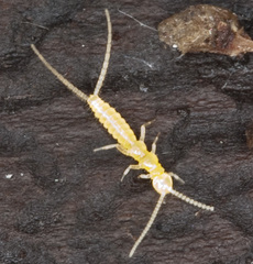 Entognatha
