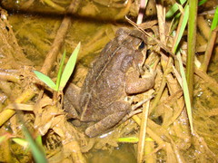 Rhinella ornata