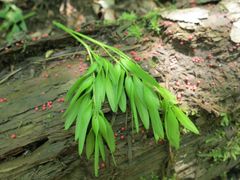 Fraxinus mandshurica