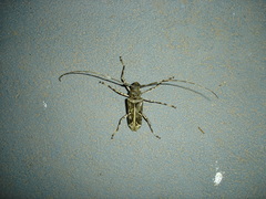 Macropophora accentifer