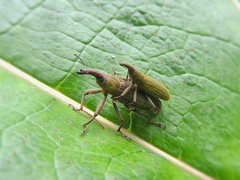 Lixus apterus