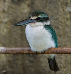 Todiramphus chloris kalbaensis