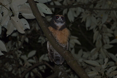 Pulsatrix koeniswaldiana