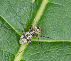 Mesopsocus unipunctatus