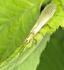 Isoperlinae