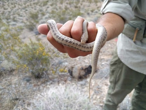 Salvadora hexalepis