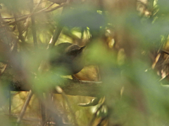 Macrosphenus kretschmeri