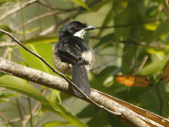 Laniarius sublacteus