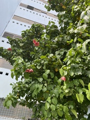 Thespesia grandiflora