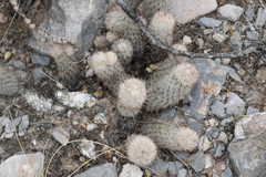 Mammillaria pottsii