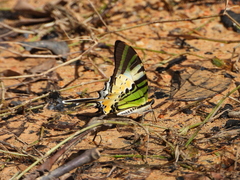 Graphium antiphates itamputi
