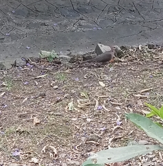 Streptopelia vinacea