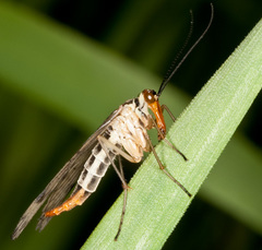 Panorpa cognata