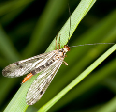 Panorpa cognata