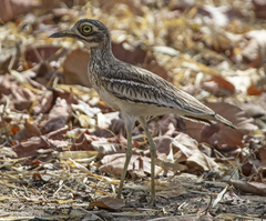 Burhinus indicus