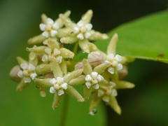 Vincetoxicum auriculatum