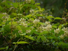 Vincetoxicum auriculatum