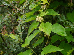 Vincetoxicum auriculatum