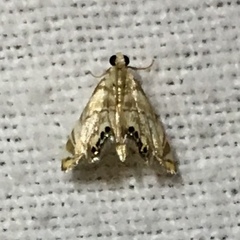 Eoparargyractis irroratalis